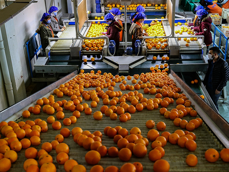 Türkiye'nin Portakal İhracatı Salgınla Yüzde 41 Arttı