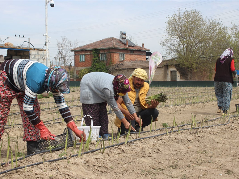 Ödemiş'te Kuşkonmaz Hasadı Yapılıyor