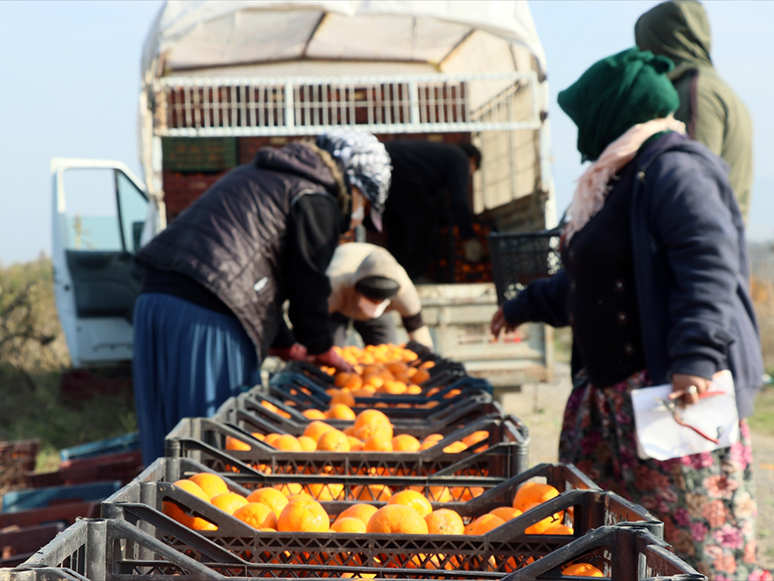 Mandalina Üreticileri Sezonu Mutlu Uğurluyor