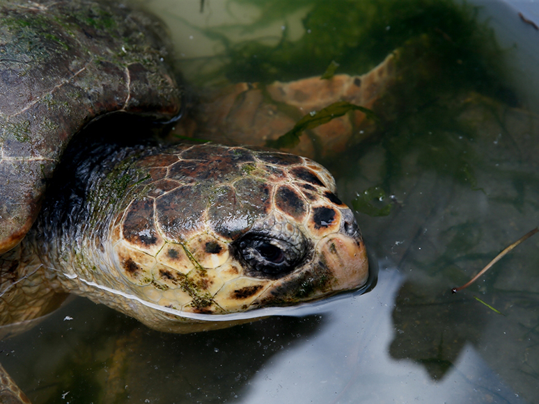 İzmir'de Tüfekle Vurulduğu Sanılan Caretta Carettanın Başında 60'tan Fazla Saçma Tespit Edildi