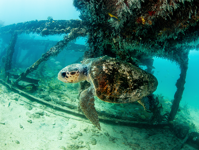 İzmir'de Bulunan Yaralı Caretta Caretta Tedavi Altına Alındı