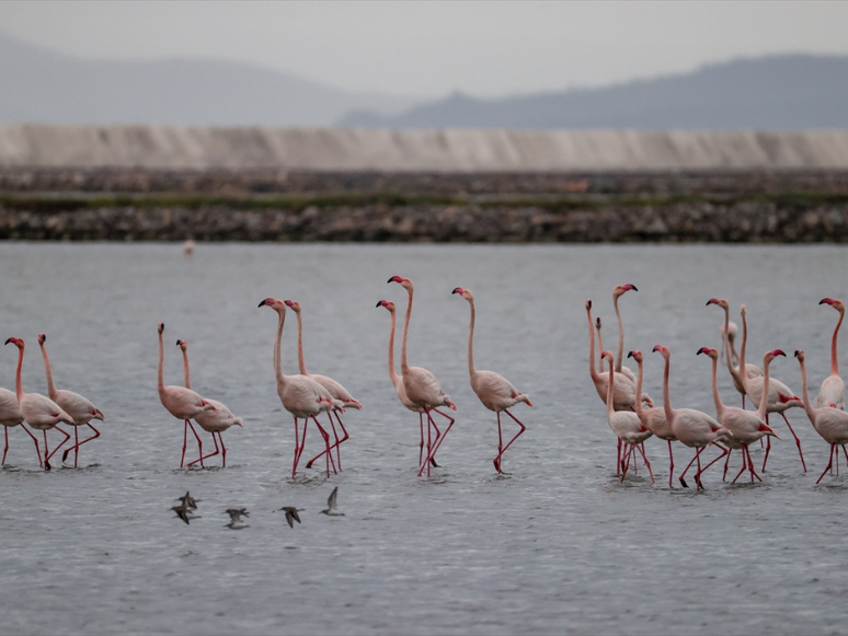 Kuşların 2 Bin Kilometrelik Göç Yolculuğu İzmir Kuş Cenneti'nde Tamamlandı