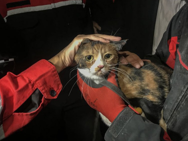 İzmir'deki Depremde Enkazdan Kurtarılan 8 Kediyi Ahbap Derneği Sahiplendi