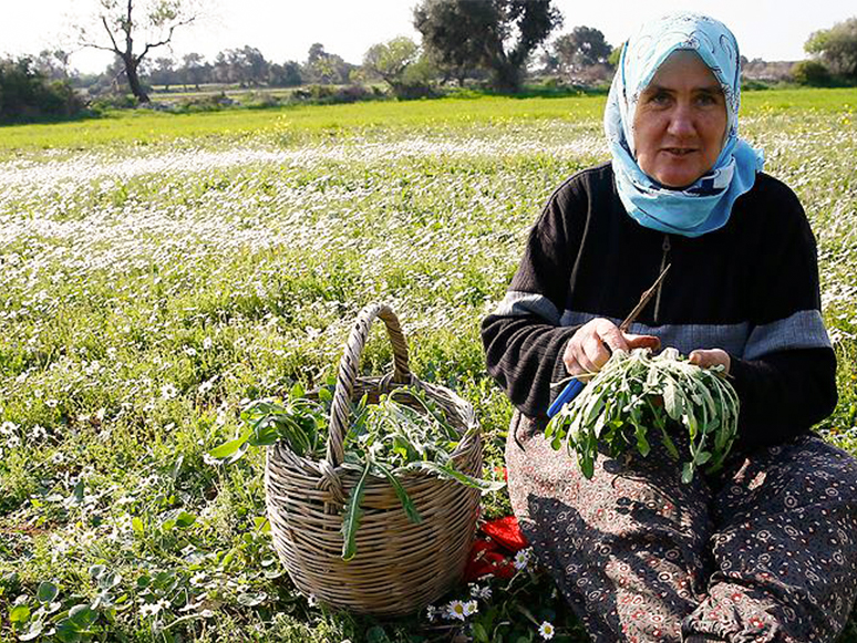 Çeşme Yarımadasının Yöresel Ürünleri – Ot Türleri 