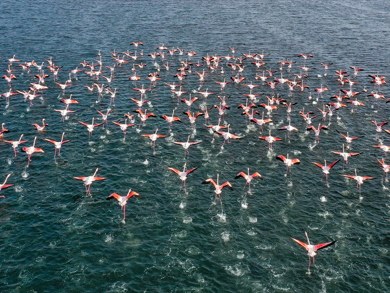 İzmir'de Flamingolar Körfezi Şenlendiriyor