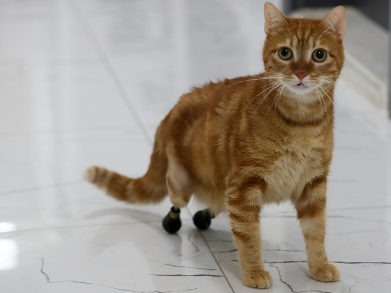 Kedi Pika, Protezine Özel Yeni Ayakkabılarıyla Yürüyor