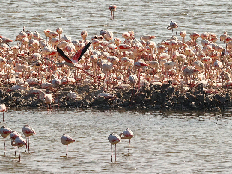 Flamingo Adası Kuluçkaya Yatan Binlerce Allı Turnaya Kucak Açtı