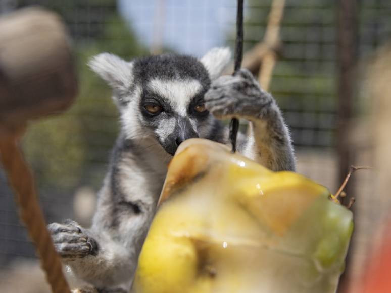 İzmir’de Lemurların Buzlu Meyve Keyfi