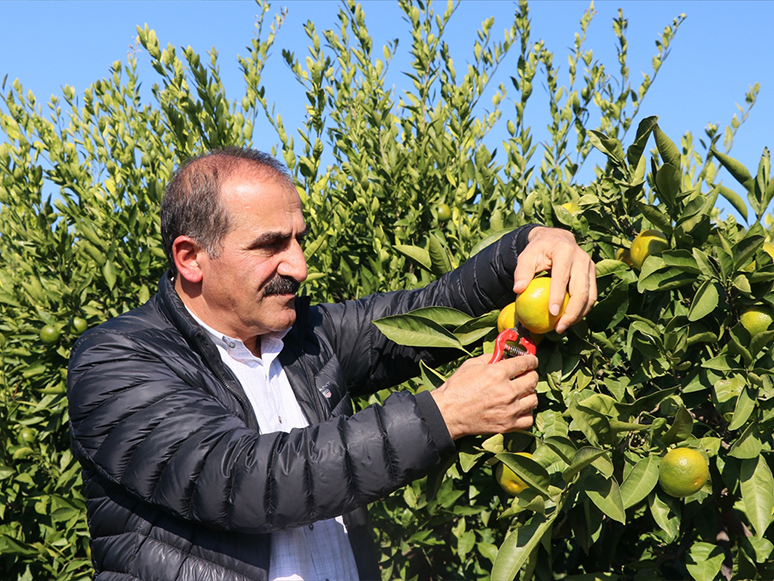 Mandalina İhracatında Hedef 500 Milyon Dolar