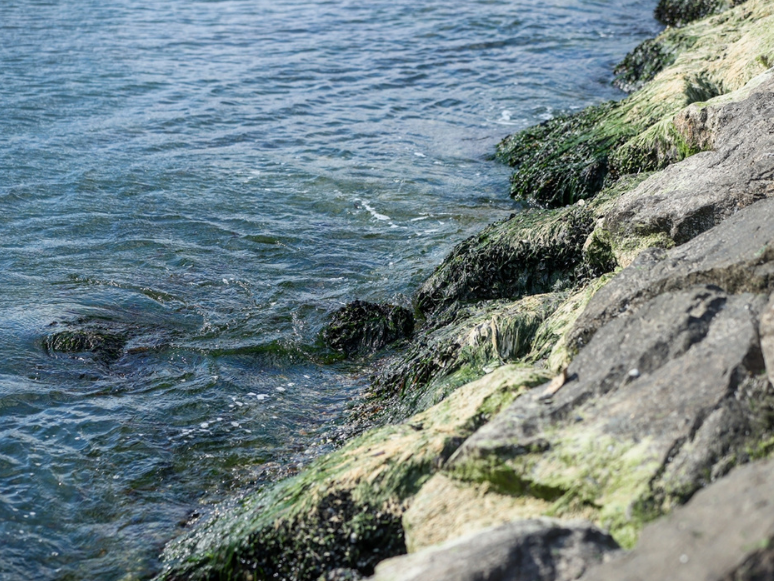 İzmir'de Deniz Suyunun, Poyraz ve Gelgit Nedeniyle Çekildiği Gözleniyor