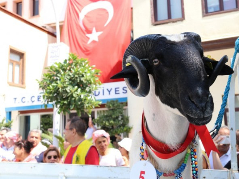 Ovacık Tarım ve Sakız Koyunu Şenliği