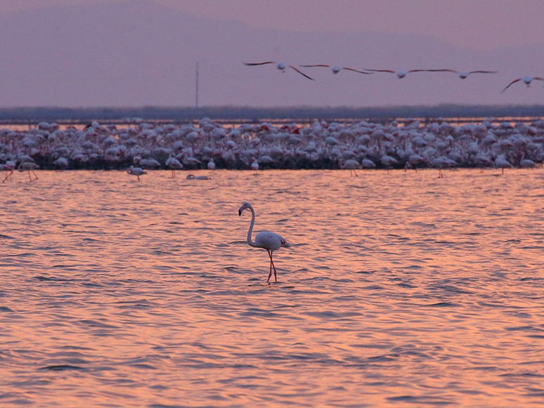 İzmir Kuş Cenneti Gün Batımında Flamingolarla Ayrı Güzelliğe Bürünüyor