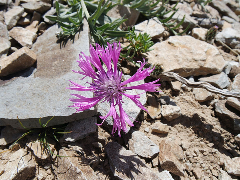 Yama Dağı'nda Yeni Bir Peygamber Çiçeği Türü Keşfedildi