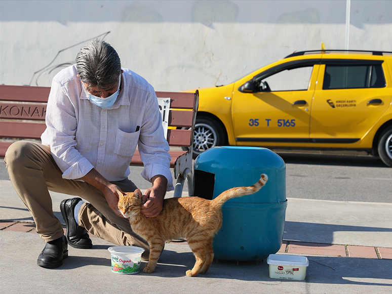 İzmirli Taksici Mama Kutusunda Biriken Parayla Sokak Kedilerine Bakıyor