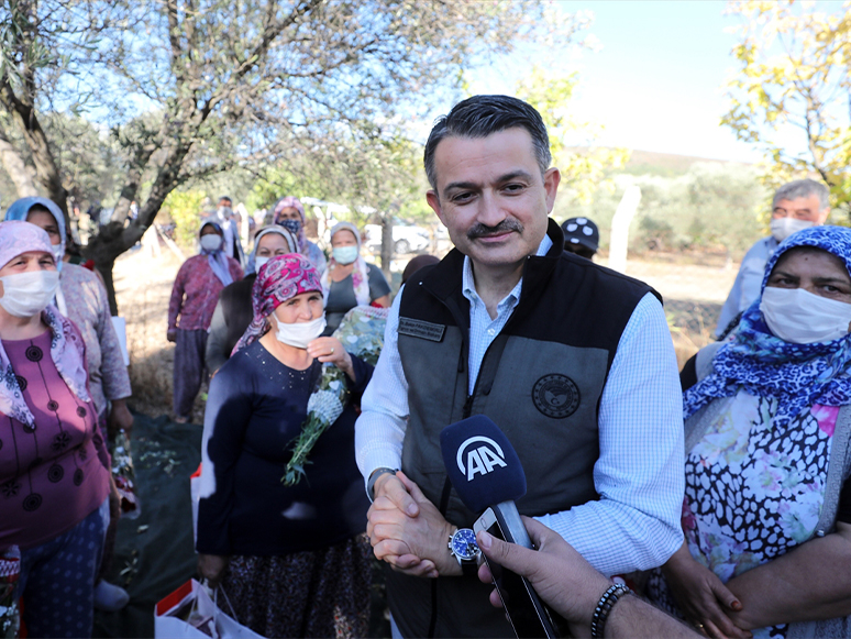 Bakan Pakdemirli Kadın Çiftçilerle Zeytin Hasadına Katıldı