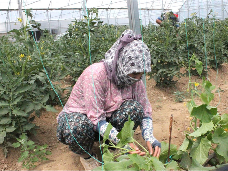 Ödemiş'te Örtü Altı Sera Desteğiyle İyi Tarım Uygulamasında İlk Hasat