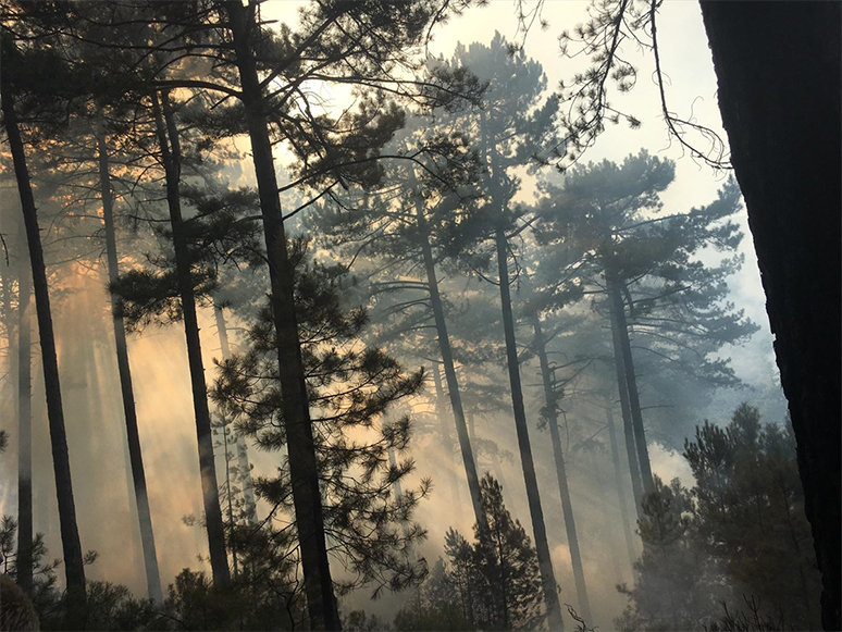 İzmir'de Çıkan Orman Yangını Kontrol Altına Alındı