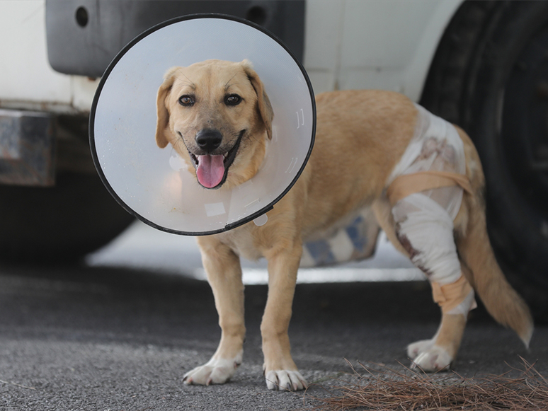 İzmir'de Köpeğine, 4 Köpeğin Saldırdığını Belirten Kişi Şikayetçi Oldu