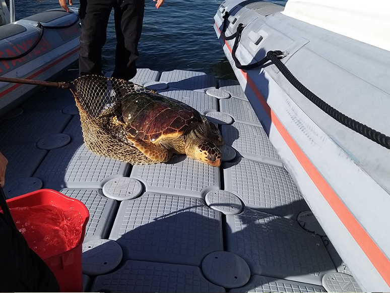 İzmir'de Yaralı Halde Caretta Caretta Tedaviye Alındı