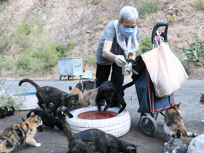 Hayvansever Kadın Her Gün 200 Sokak Kedisini Eliyle Besliyor