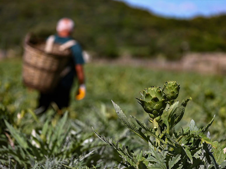 Enginardaki Rekolte ve Fiyat Üreticinin Yüzünü Güldürdü