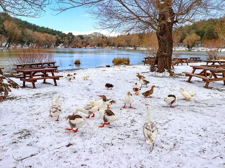 İzmir Karagöl Tabiat Parkı Beyaza Büründü