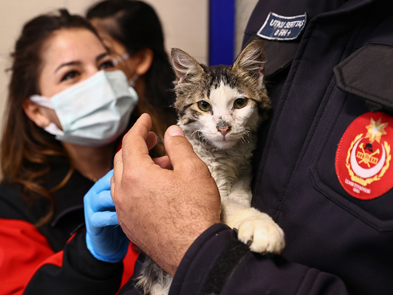 İtfaiye Ekiplerinin Alevlerden Kurtardığı Kedi, Yuvasına Dönmek İçin Sahibinin İyileşmesini Bekliyor