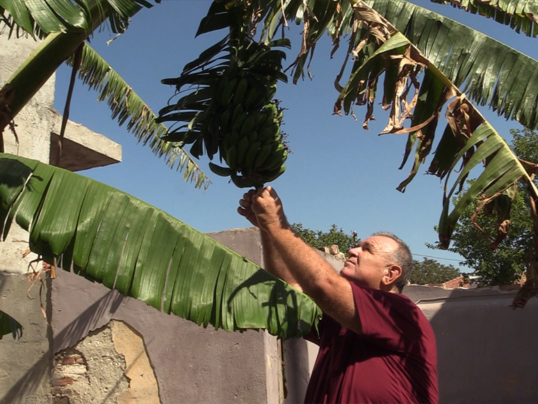 Tire'deki Bahçesinde Muz Yetiştiren Üretici, Bölge Çiftçisine Örnek Olmak İstiyor