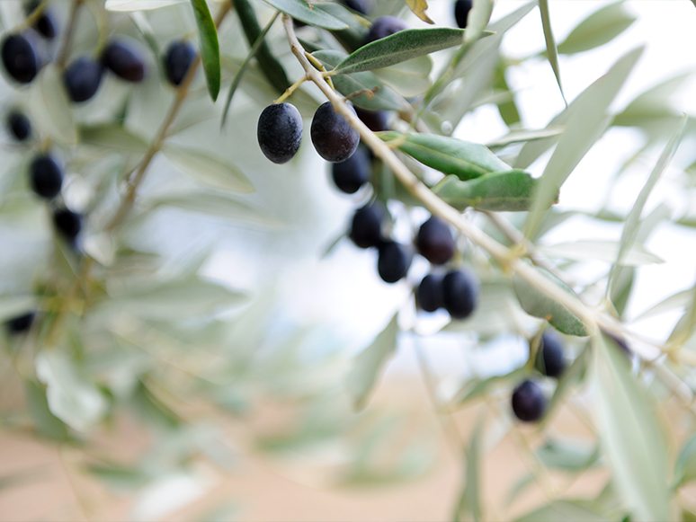 Türkiye'nin Bu Sezon Sofralık Zeytin İhracatı, 150 Milyon Doları Aştı