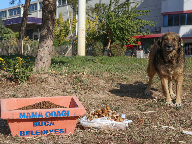 Buca Belediyesi’nden Can Dostlara Pandemide Mama Önlemi