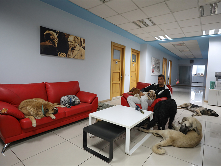 Fabrika Sahibi Makam Odasını 16 Sokak Köpeğiyle Paylaşıyor