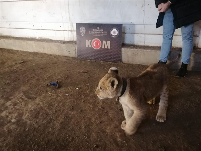 İzmir'de Bir Çiftlikte Aslan Yavrusu Bulundu