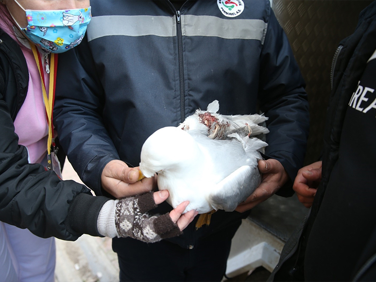 İzmir'de Fırtına Nedeniyle Kırılan Ağaca Takılan Martı Kurtarıldı