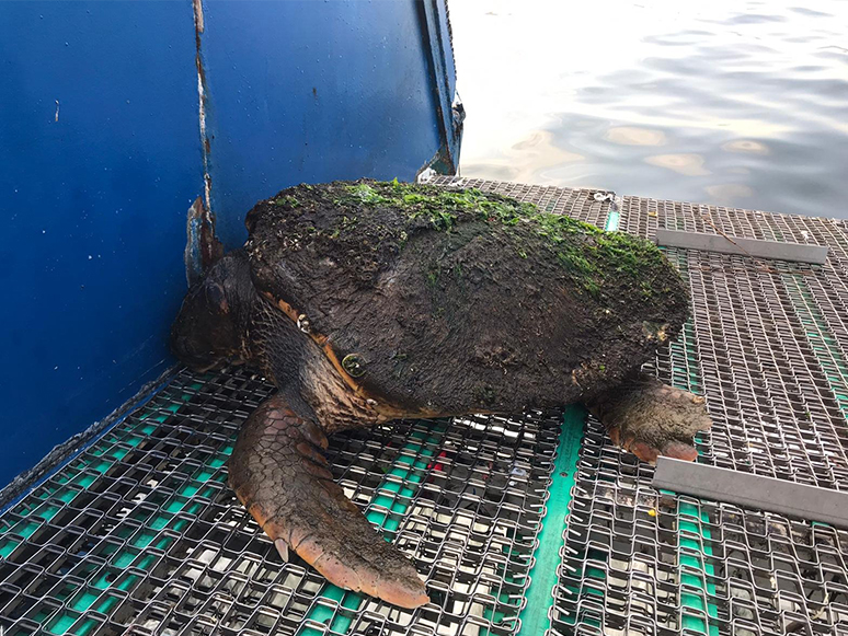 Dört Ayda Dördüncü Caretta Caretta