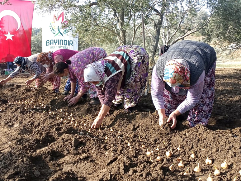 Çiçek Üretim Merkezi Bayındır'daki Üreticilere Nergis Desteği