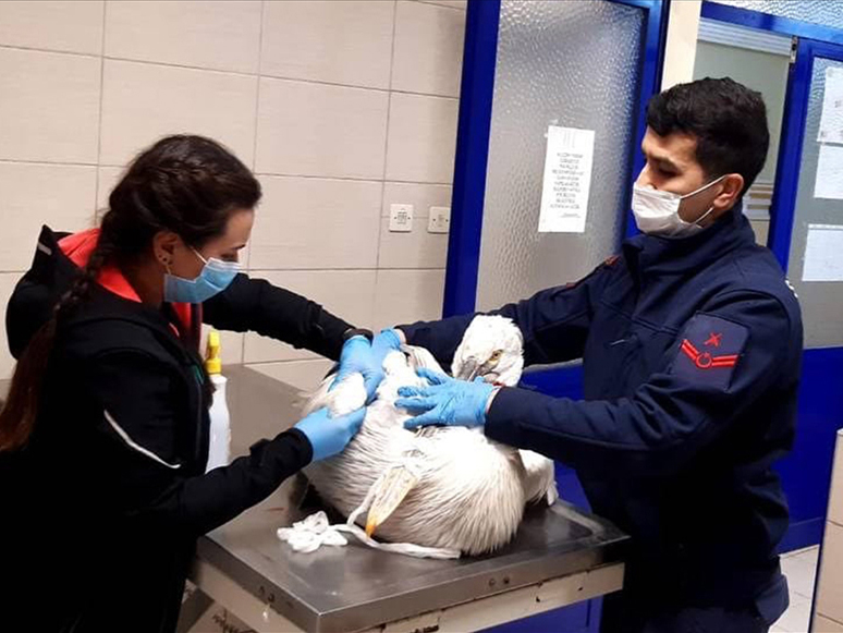 İzmir'de Yaralı Pelikanı Sahil Güvenlik Ekipleri Kurtardı