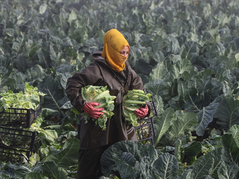 Karnabaharın Ateşi Hasatla Düştü