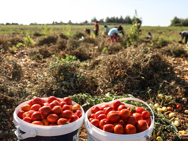 Tarlada Kalmadı Bucalı Kadınlar Kazandı