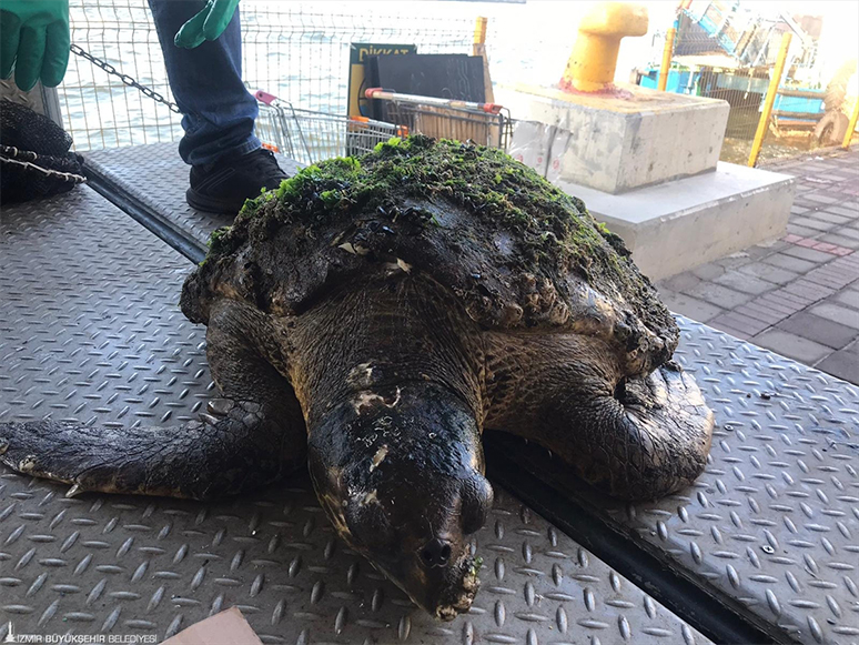 Yaralı Caretta Caretta Tedavi Altına Alındı