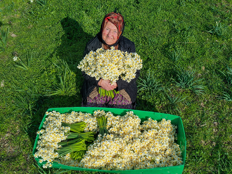 Karaburun Yarımadası'nda Yetiştirilen Nergis Çiçeği Rağbet Görüyor