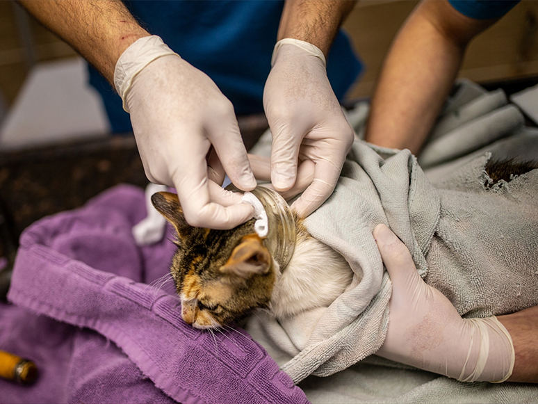 İzmir'de Kafası Cam Kavanoza Sıkışan Kedi, Hayvanseverlerin Seferber Olmasıyla Kurtarıldı