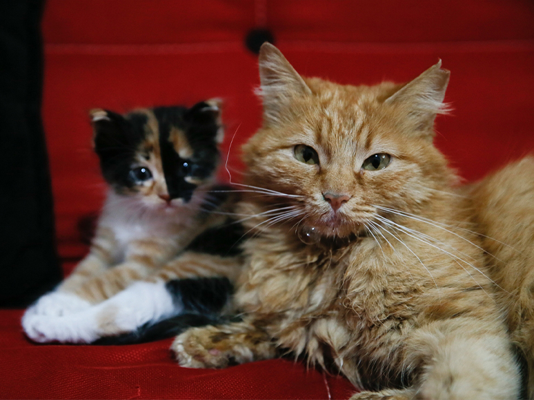 İzmir'de Gözleri Rahatsız Yavrularıyla Çekilen Görüntüleri İnternette İlgi Gören Kedi Sahiplenildi