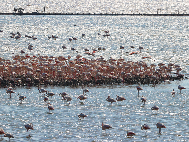 İzmir'deki Flamingo Adası Kuluçkaya Yatan Binlerce Allı Turnaya Kucak Açtı