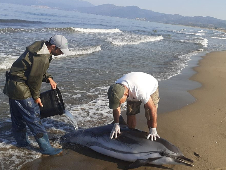 İzmir'de Karaya Vuran Çizgili Yunus Hayatını Kaybetti