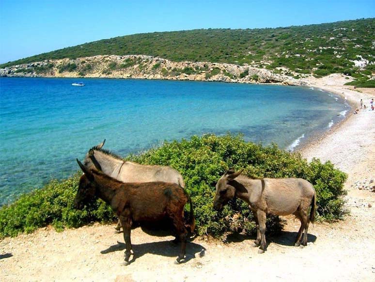 Çeşme Eşek Adası Nerede, Nasıl Gidilir?