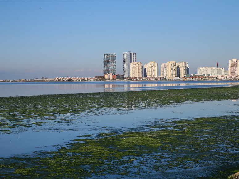 Deniz Marulları İzmir Körfezi'ni Yeşile Bürüdü