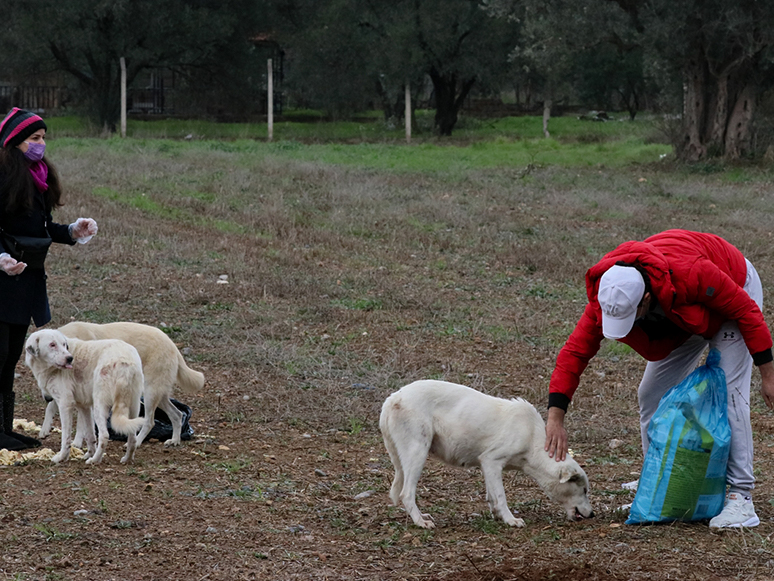 Hayvansever Çift Ormana Terk Edilen Köpeklerin Bakımını Yapıyor