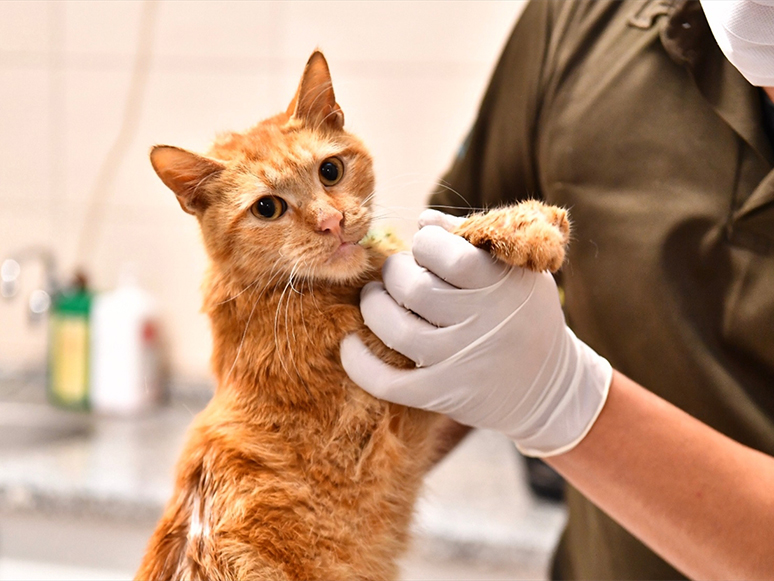 İzmir'de Enkazdan Kurtarılan 14 Kedinin Tedavisi Devam Ediyor
