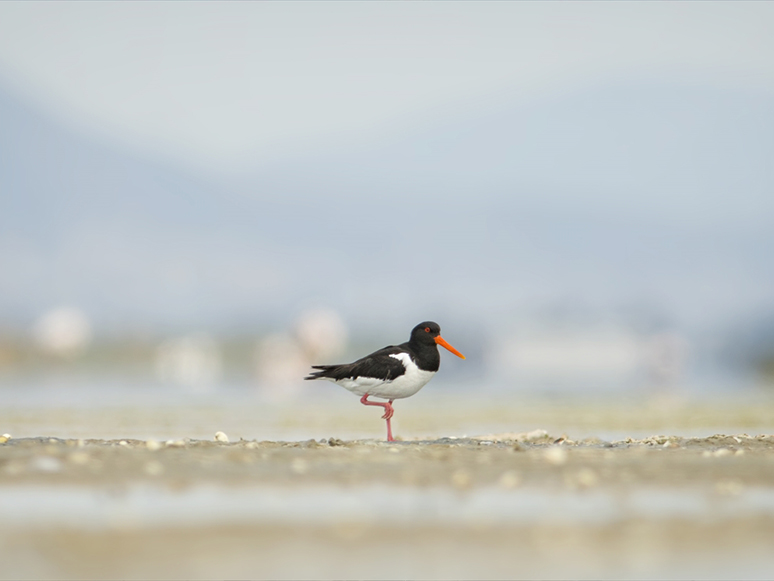 Gediz Deltası'nda Baharla Hareketlenen Kuşların Dünyası Kayıt Altına Alınıyor