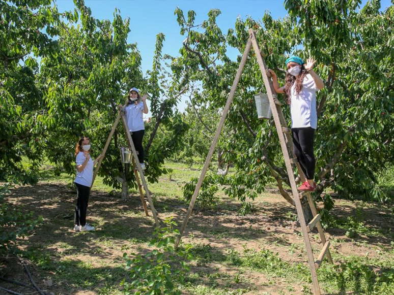 İzmir’de Kiraz Hasadı İçin Biz Varız Dayanışması Başladı